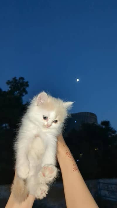 long coat Persian kitten