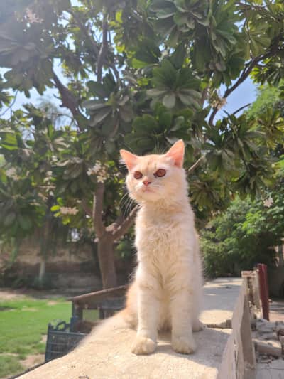 9-Month-Old Persian Male Cat - Healthy & Beautiful