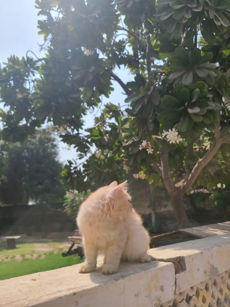 9-Month-Old Persian Male Cat - Healthy & Beautiful — photo 2