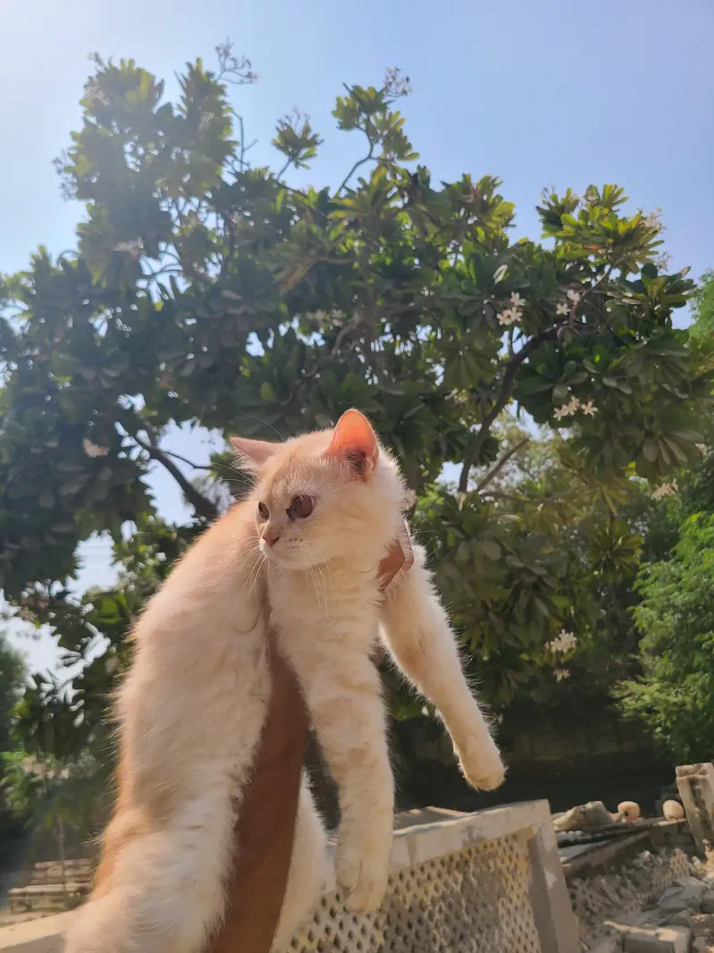 9-Month-Old Persian Male Cat - Healthy & Beautiful — photo 3