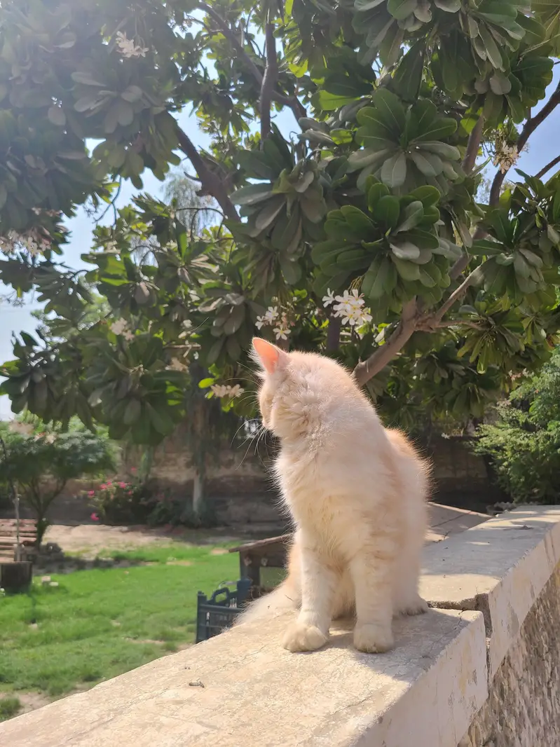 9-Month-Old Persian Male Cat - Healthy & Beautiful — photo 4