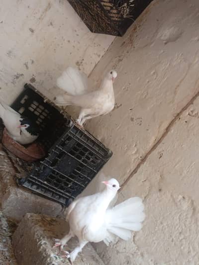 lakka pigeon
