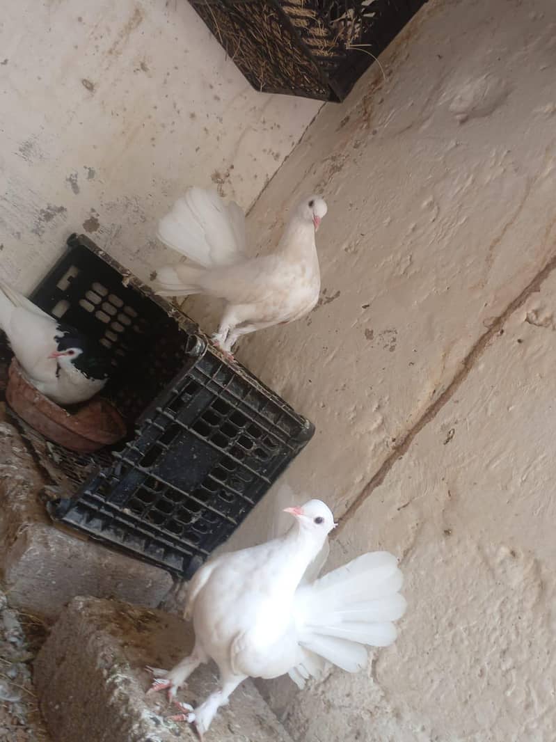 pigeon 0