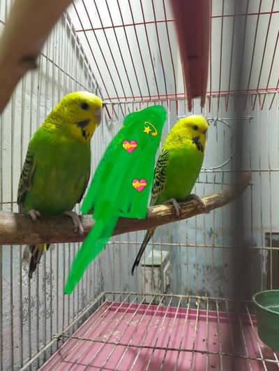 under exhibition split red eye quality pair for sale