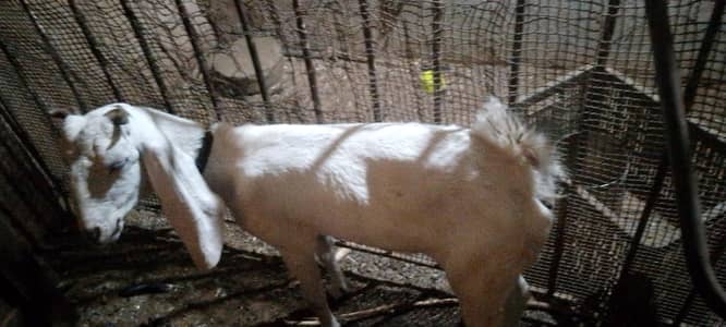 good bakri