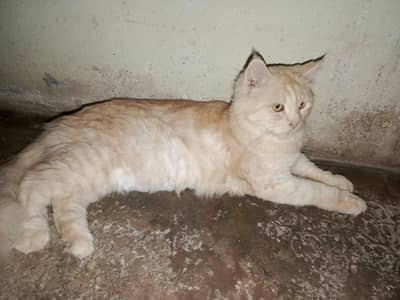 Persian