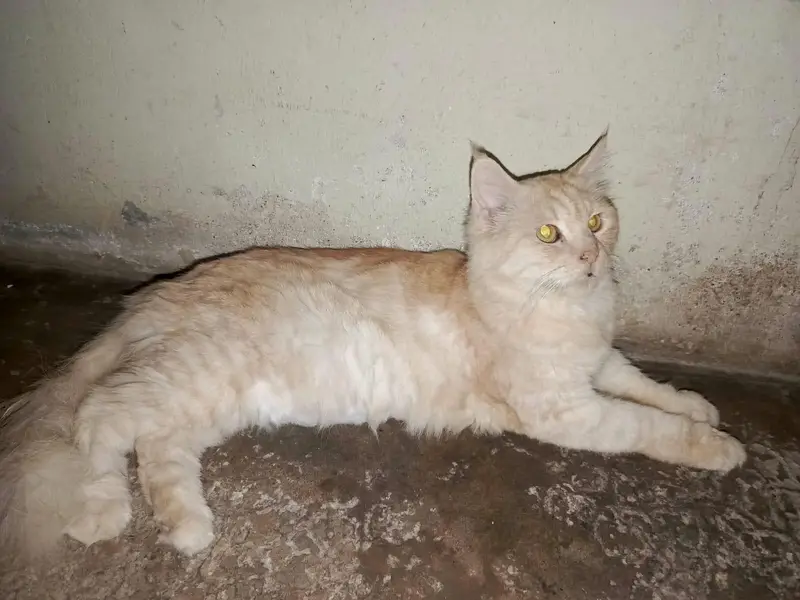 Persian — photo 2