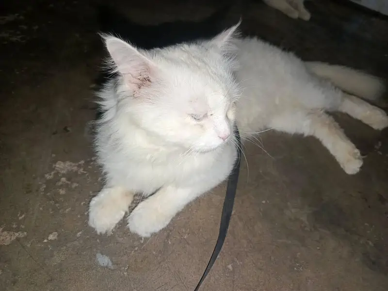 Persian — photo 3