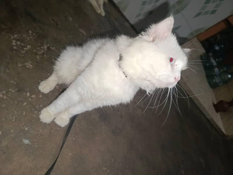Persian 3