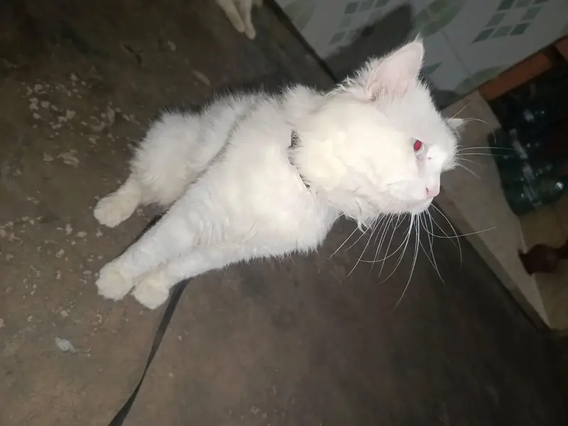 Persian — photo 4