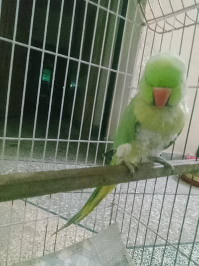 Green Parrot