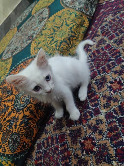 nice cat