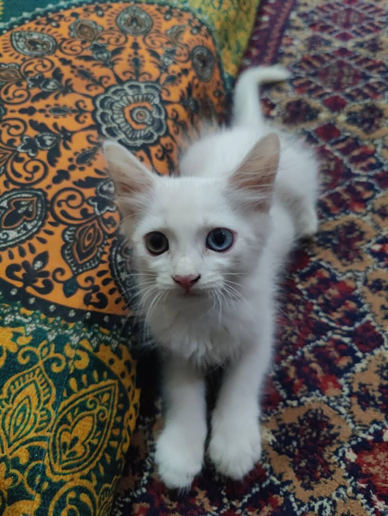nice cat 1