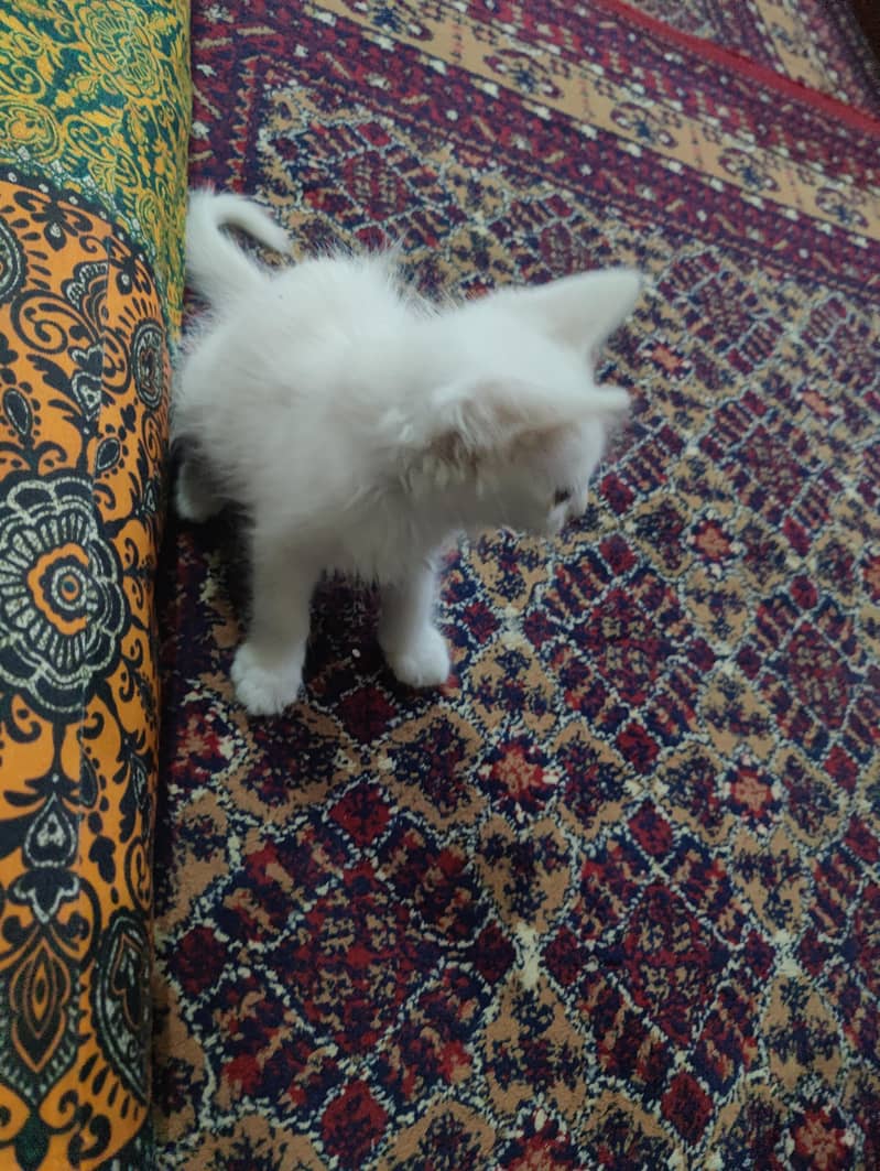 nice cat 2