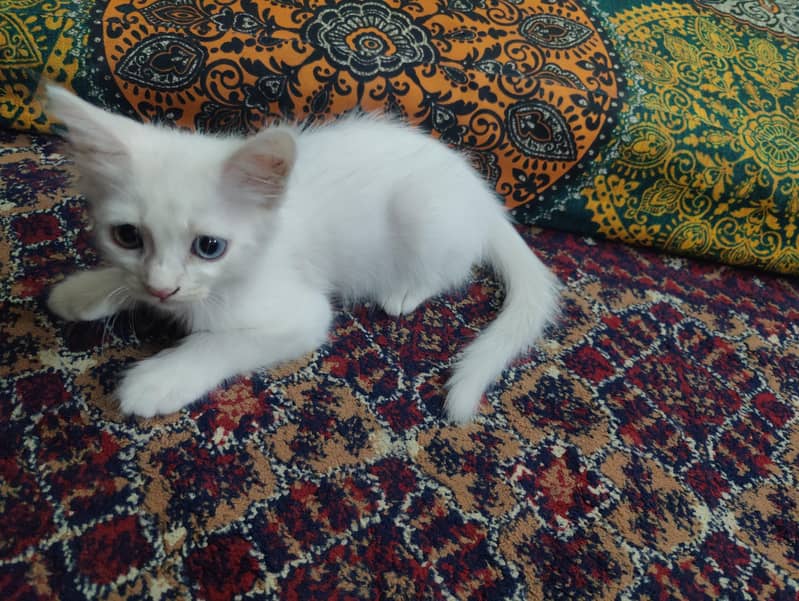 nice cat 3