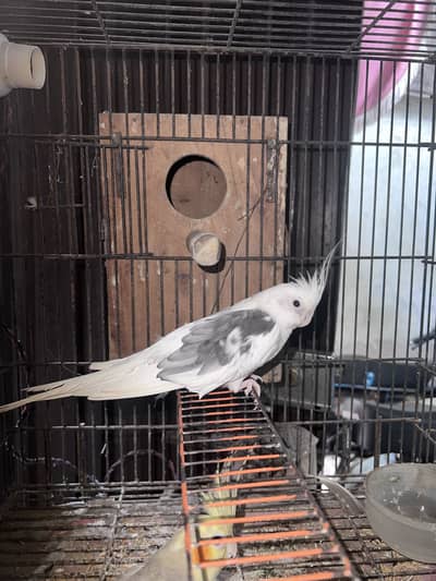 Cocktail 1 breeding pair     3 love birds pair