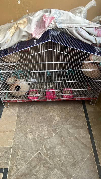 Parrot