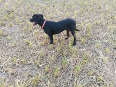 5 months American Labrador male pup