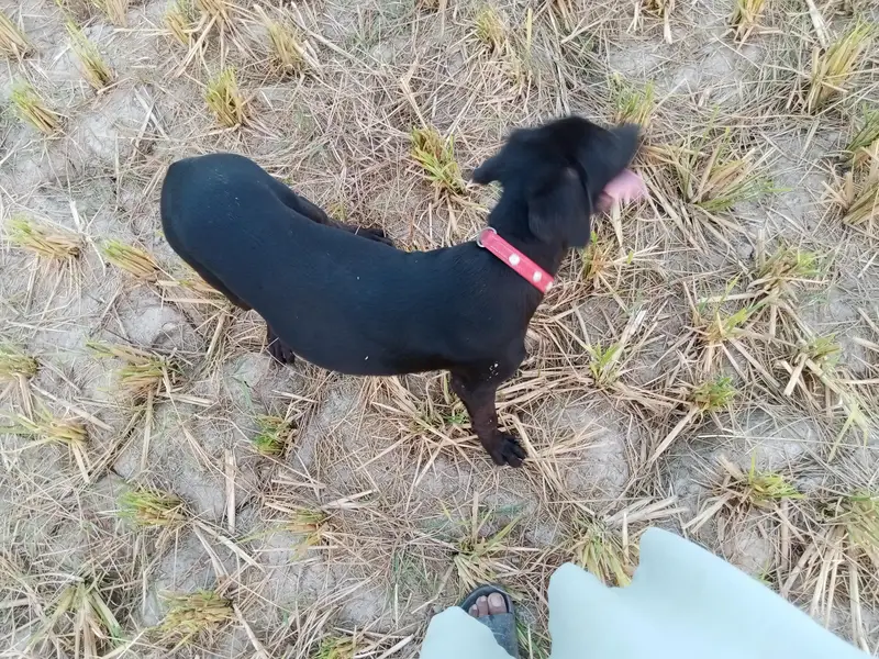 5 months American Labrador male pup — photo 2