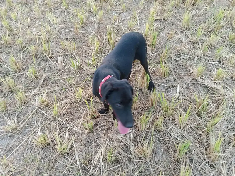 5 months American Labrador male pup — photo 3