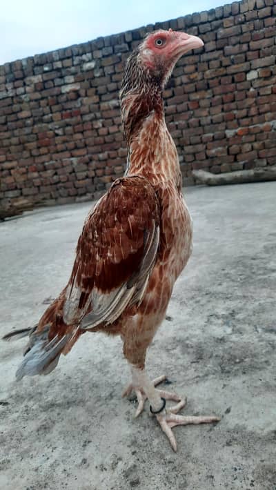 mianwali aseel
