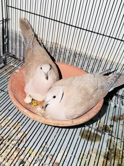 Doves