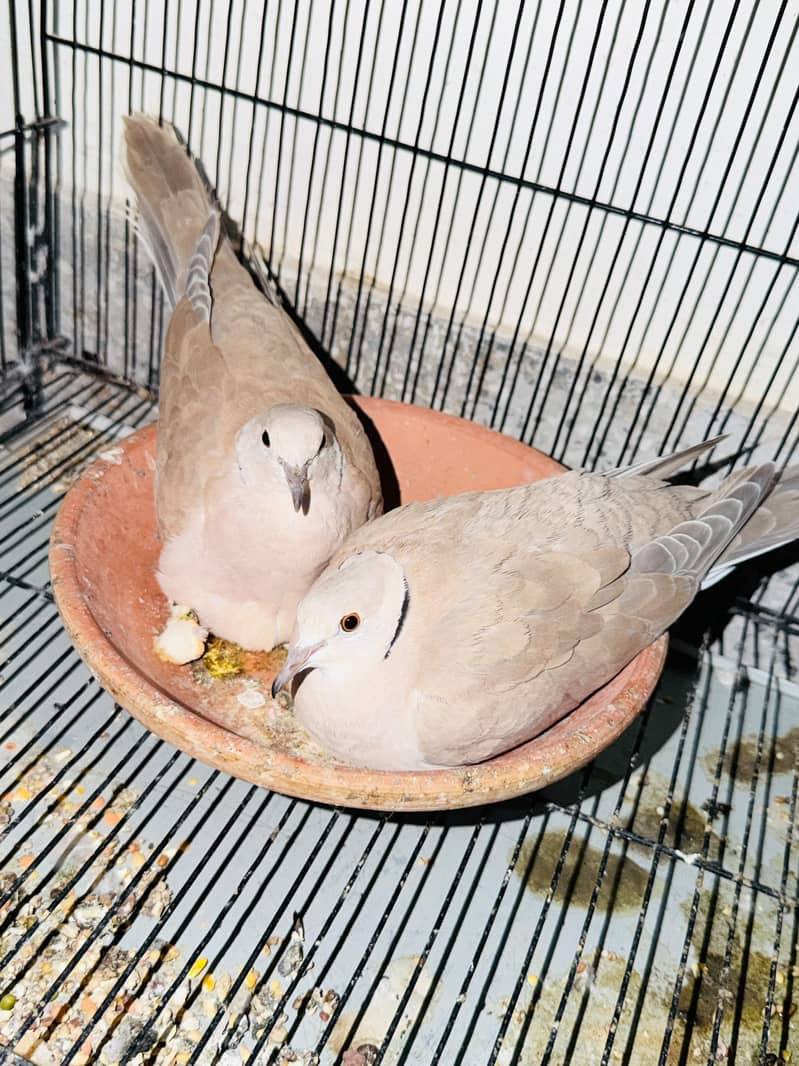 Doves 0