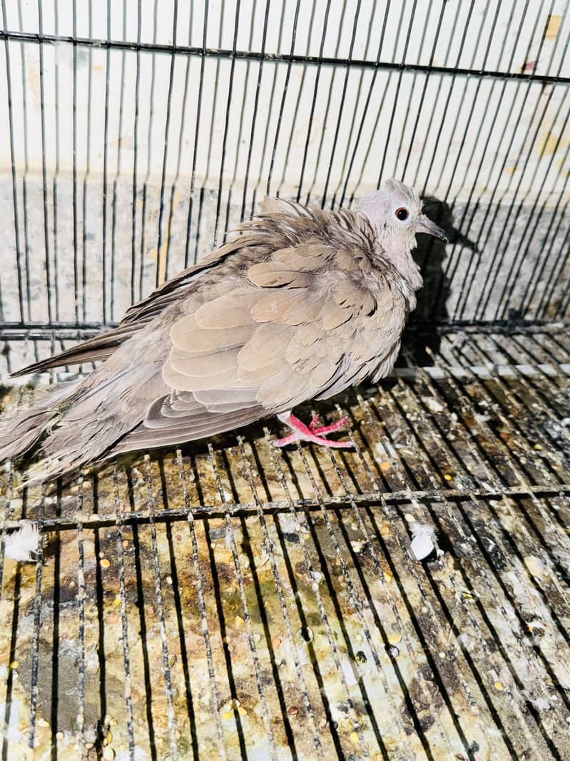 Doves 1