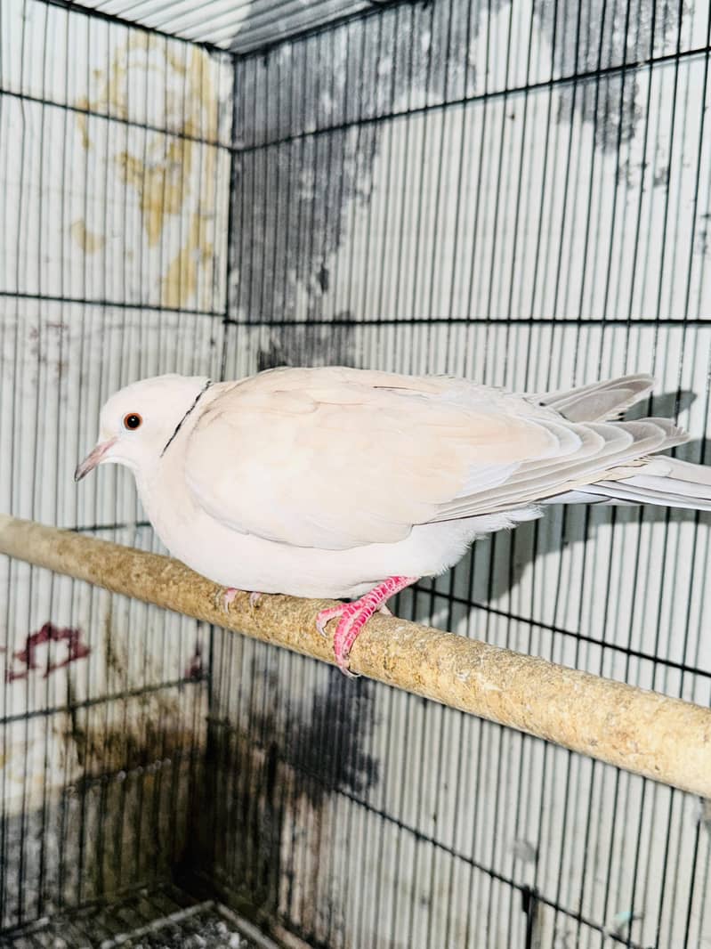 Doves 2