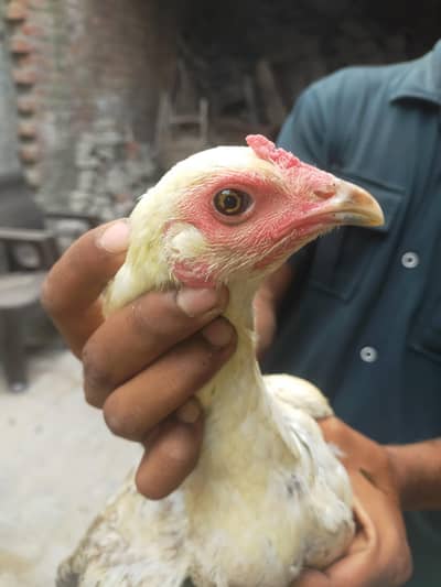 White colored Thai Pakoya breeder murgi