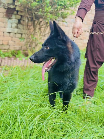 German shepherd Double cord