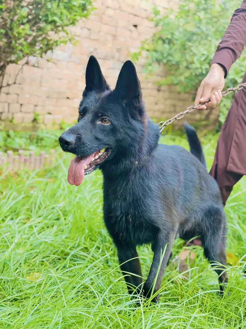 German shepherd Double cord — photo 2