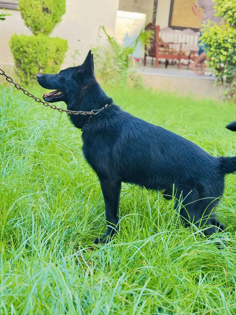 German shepherd Double cord — photo 3