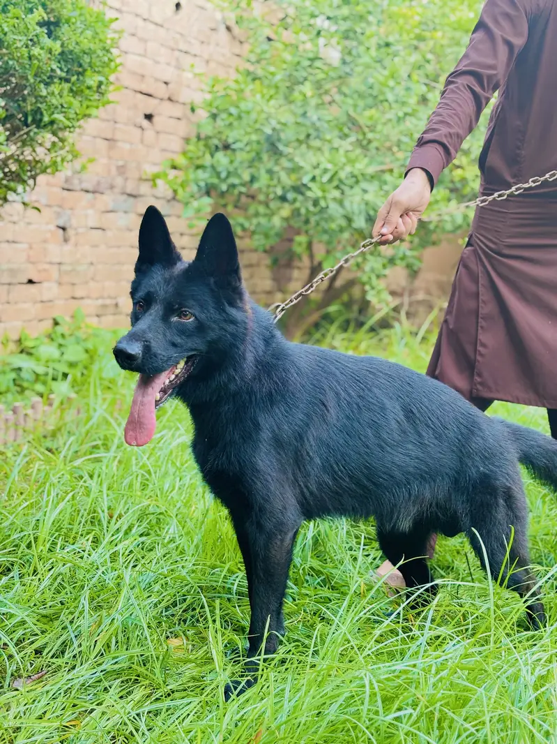 German shepherd Double cord — photo 4