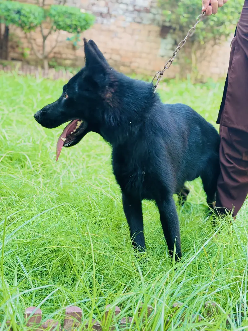 German shepherd Double cord — photo 6