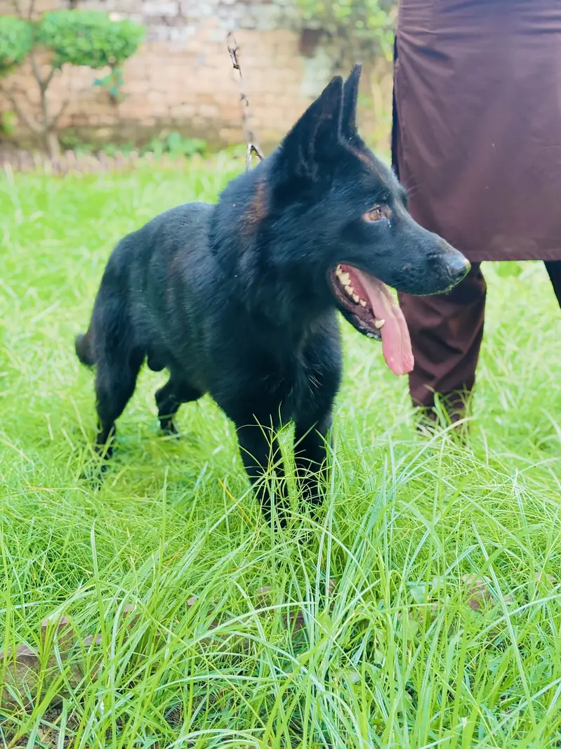 German shepherd Double cord — photo 7