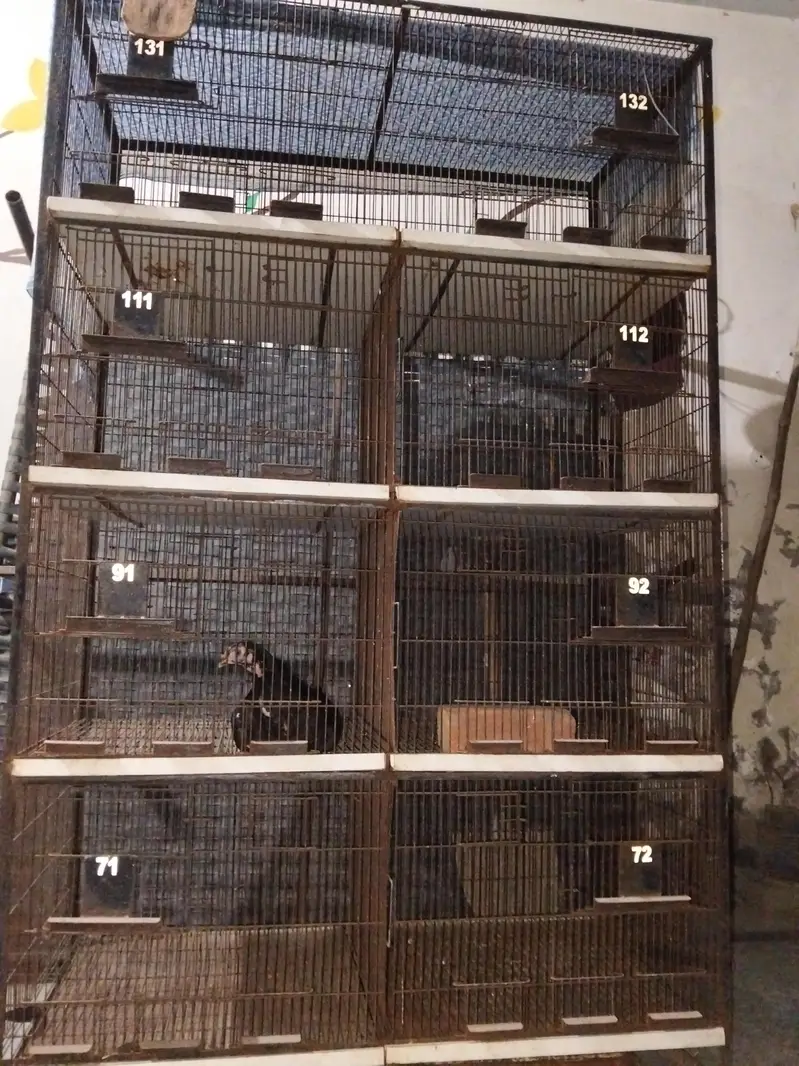 Birds Cage for8 Portion Bird Cage for Sale | Heavy Duty Breeding Cage