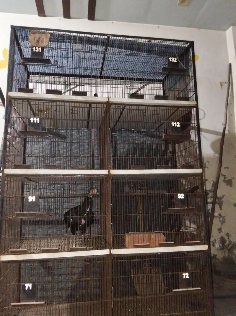 Birds Cage for8 Portion Bird Cage for Sale | Heavy Duty Breeding Cage — photo 2