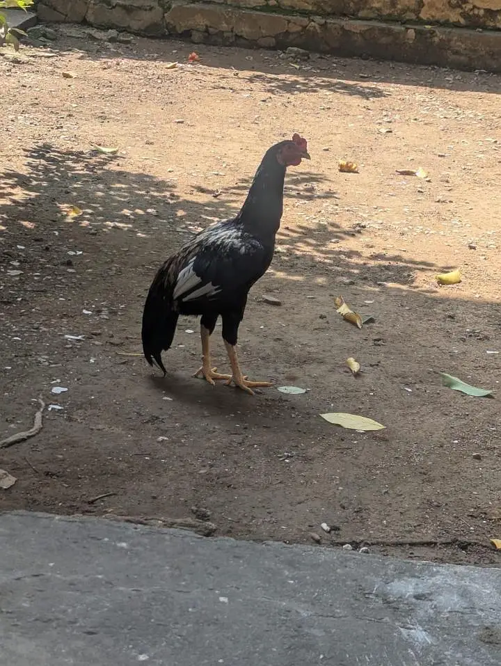 jawa aseel murgha — photo 2