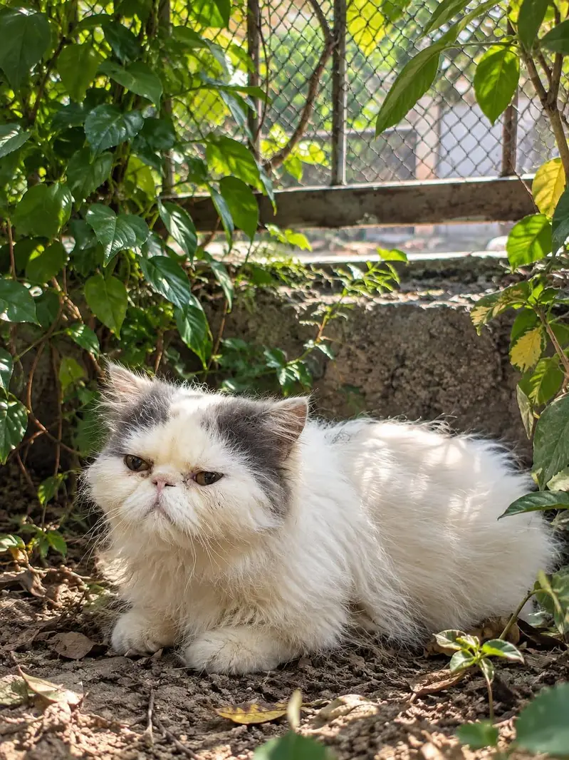 peki male — photo 2