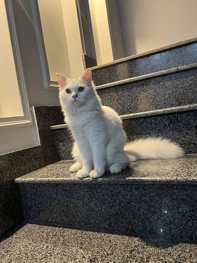 Very Friendly persian cat for sale