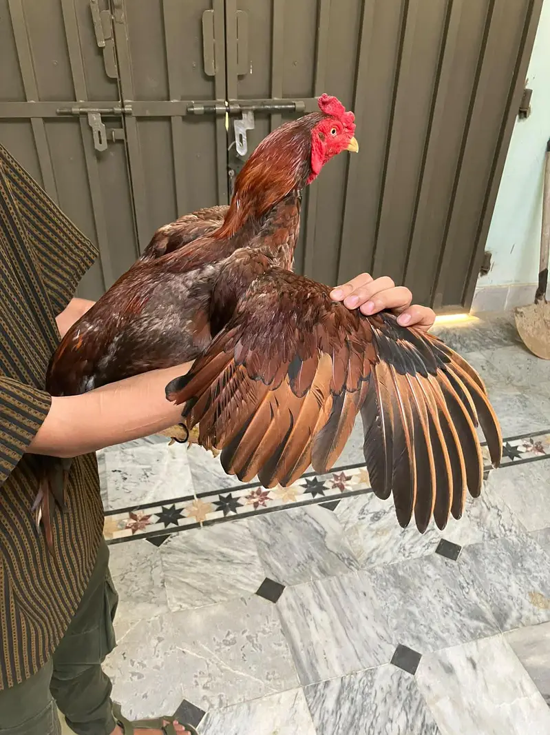 peely aseel dono Bhai hain. — photo 2
