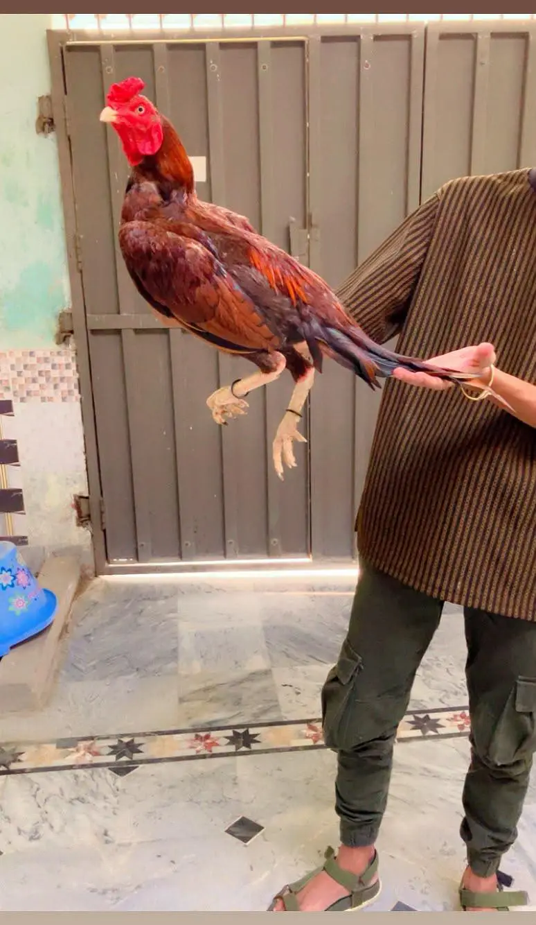 peely aseel dono Bhai hain. — photo 7