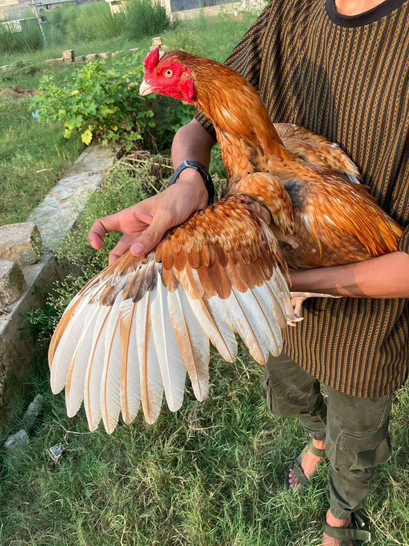 peely aseel dono Bhai hain. — photo 9
