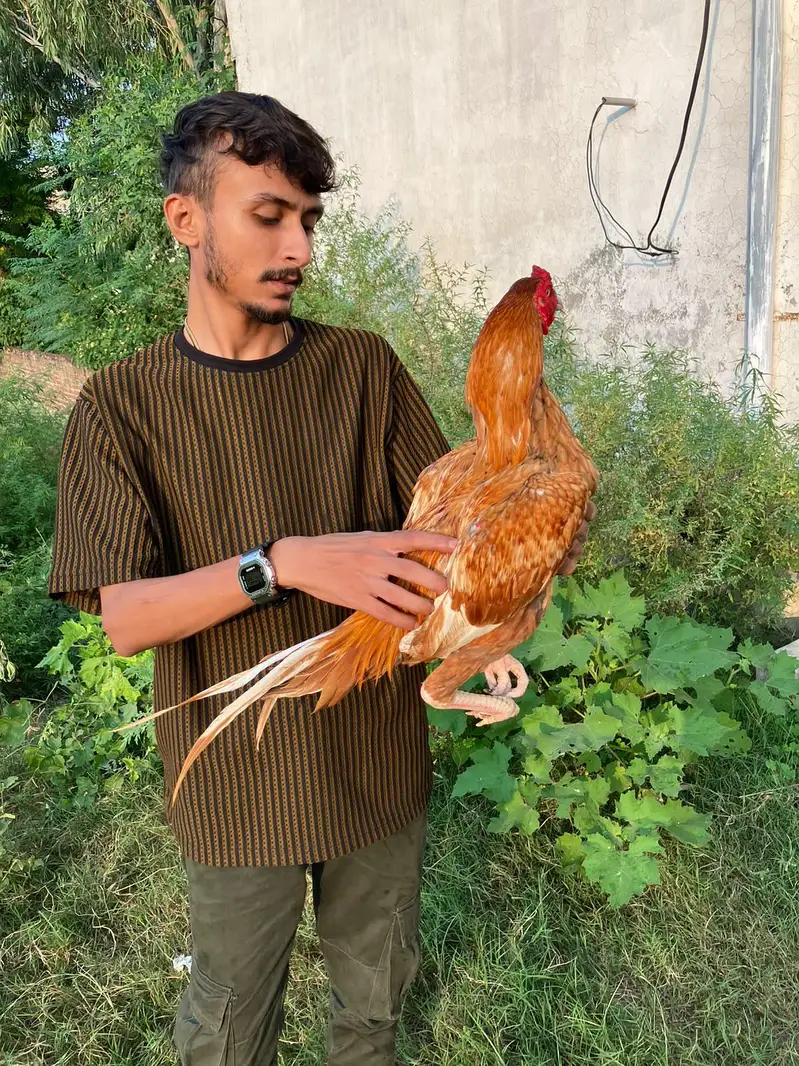 peely aseel dono Bhai hain. — photo 11