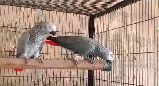African parrot grey colour for sale