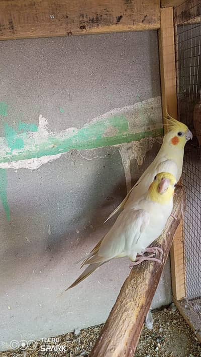 cocktail coman White red eyes breeder pair