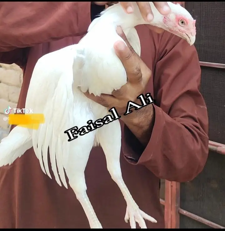 heera females high quality — photo 5