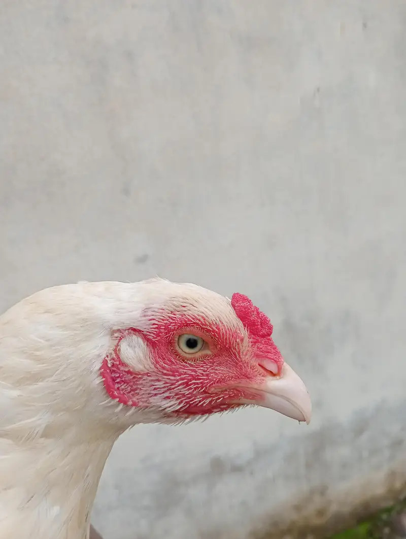 heera females high quality — photo 7