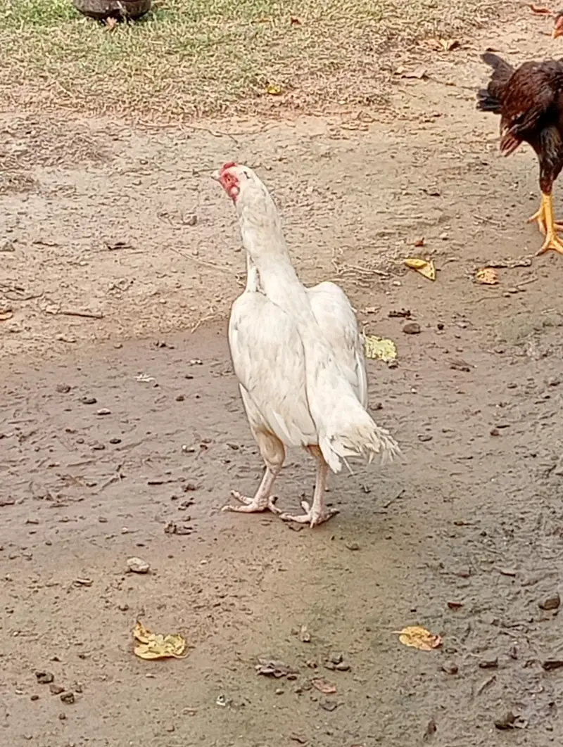 heera females high quality — photo 8